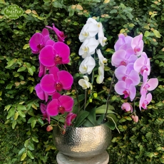 Orqudeas Phalaenopsis Coloridas Luxo em Pea Prata
