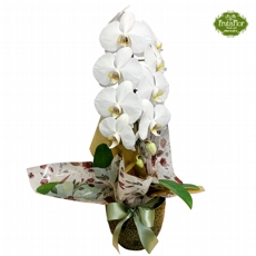 Orqu�dea Phaleonopsis Branca na Cer�mica Verde 