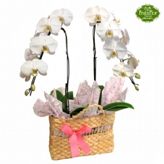 Duas Orqu�deas Brancas na Bolsa Fashion