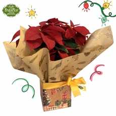Poinsettia Vermelha