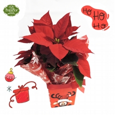 Poinsettia Vermelha Pequena