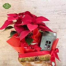 Cesta Natalina Poinsettia e Bombom Panettone 