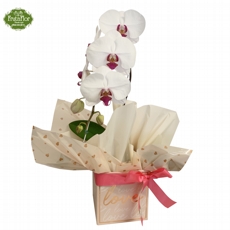 Orqu�dea Phaleonopsis Cascata Especial Semi Alba 