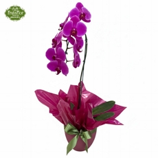 Orqu�dea Phaleonopsis em Pe�a de Cer�mica Jade