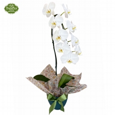 Orqu�dea Phaleonopsis em Pe�a de Cer�mica Jade Azul Profundo