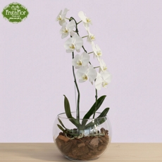Orqu�dea Cascata Especial Branca no Aqu�rio 