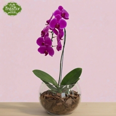 Orqu�dea Pink Cascata em Aqu�rio   