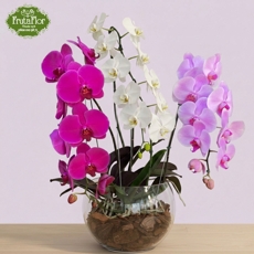 Orqu�deas Cascatas Coloridas em Vaso de Vidro 