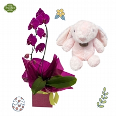 Combo Doce Ternura Orqu�dea Phaleonopsis e Coelho 