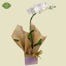 Orqu�dea Phaleonopsis Branca