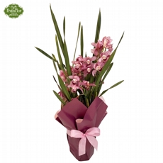 Cymbidium Rosa 