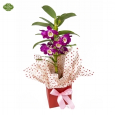 Dendrobium Pink 