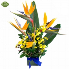 Arranjo de Estrelizias e Orqu�dea Chuva de Ouro 
