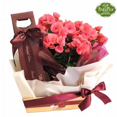 Begonia e Vinho Grand Cru