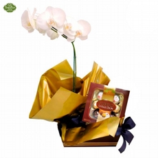 Orqu�dea Phaleonopsis e Ferrero Collection (Sugest�o Masculina)