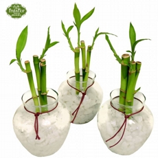 Trio de Bambus da Sorte Branco