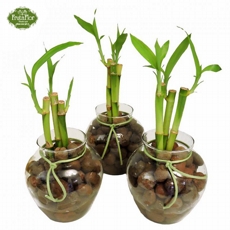 Trio de Bambus da Sorte