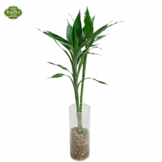 Sandaliano Bambu da Sorte em Pe�a de Vidro