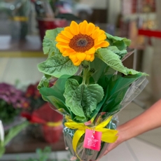 GIRASSOL PLANTADO