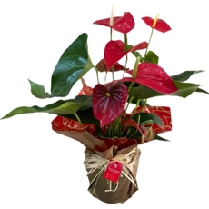 ANT�RIO VERMELHO PREMIUM