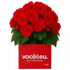 BEGNIA VERMELHA