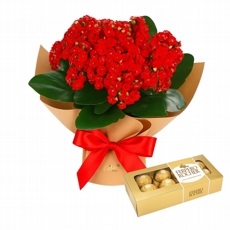 Calandiva Variada com Ferrero 