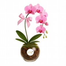 Orqudeas em Bowl de Vidro 