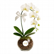 Orquidea Branca em Bowl de Vidro 
