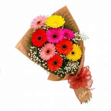 Soneto de G�rberas Coloridas 