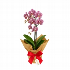 Mini Orquidea variada. 