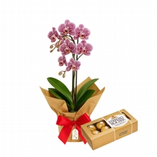 Mini Orquidea em cor variada com Ferrero Rocher 