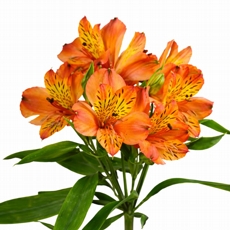 Alstromelia laranja - Unidade 