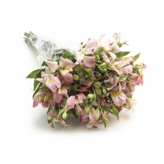 Ma�o De Alstromelias Cor De Rosa -10 hastes NAO CONTEM EMBALAGEM PARA PRESENTE
