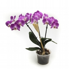 Orqu�dea Phalaenopsis Lil�s - Duas Hastes NAO CONTEM EMBALAGEM PARA PRESENTE
