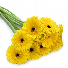 UNIDADE DE GERBERA  AMARELO- - NAO CONTEM EMBALAGEM PARA PRESENTE