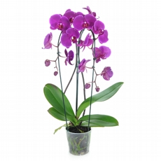ORQUIDEA PHALAENOPSIS ROSA - NAO CONTEM EMBALAGEM PARA PRESENTE