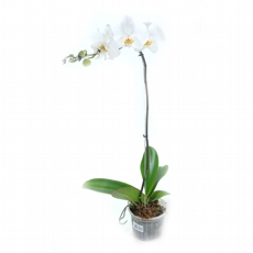 PHALAENOPSIS BRANCA  - NAO CONTEM EMBALAGEM PARA PRESENTE