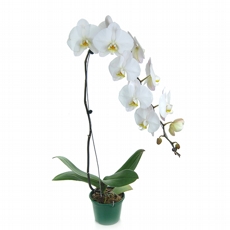 PHALAENOPSIS BRANCA CASCATA - NAO CONTEM EMBALAGEM PARA PRESENTE