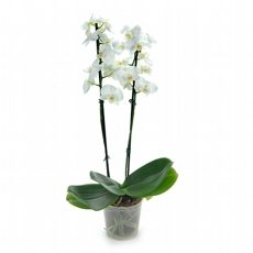 PHALAENOPSIS BRANCA 2 HASTES - NAO CONTEM EMBALAGEM PARA PRESENTE