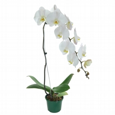 Orquidea Phalaenopsis - NAO CONTEM EMBALAGEM PARA PRESENTE
