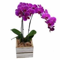 Orquidea Lilas Com Duas Hastes No Cachepo