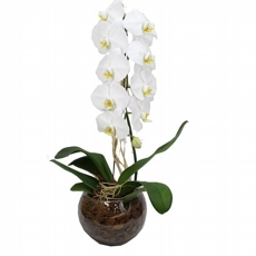 Orquidea Branca Cascata No Vaso De Vidro Redondo