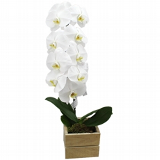 Orqu�dea Cascata Branca No Vaso De Madeira