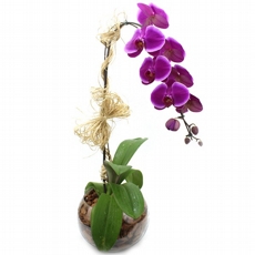 Orqu�dea Cascata Lil�s No Vaso De Vidro