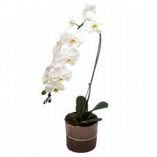 Orqu�dea Phalaenopsis Branca No Cachepo De Madeira.