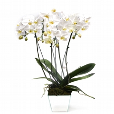Deslumbrante Orquideas