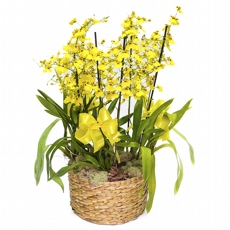 explosao de orquideas-cole�ao especial ano novo