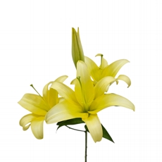 L�rio Amarelo