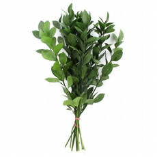 folhagem ruscus