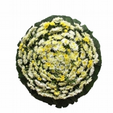 coroa single